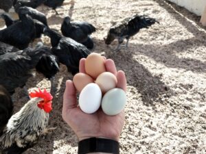 Trying Poultry Farm Jobs in Canada