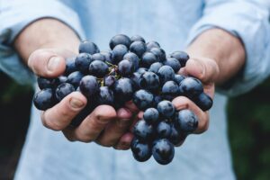 Employer Offering Wine Jobs in Italy