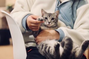 Trying Veterinary Jobs in Dubai