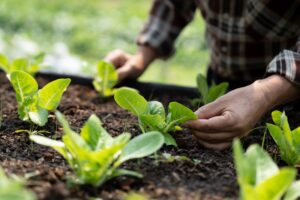 Immigrant Farmers in the EU