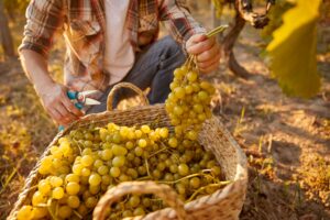 Migrant Farm Workers