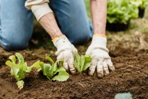 A Migrant Seasonal Farm Worker