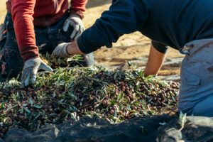 Immigration Farm Workers